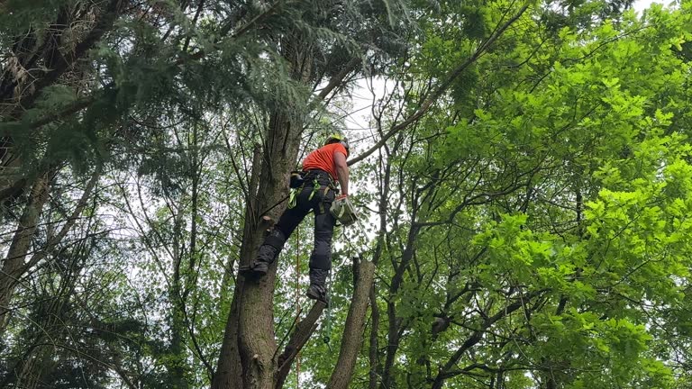 How Our Tree Care Process Works  in  Kaibito, AZ